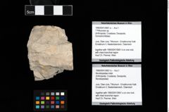 Foto (Objket + Etiketten) von Munidopsidae indet. 